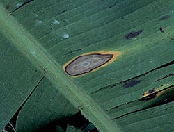 Yellow Spots On Plant Leaves